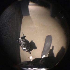 Meet your Posher, Trevor